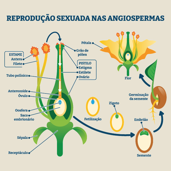 Esquema ilustrativo da reprodução sexuada nas angiospermas.