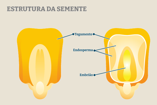 Estrutura da semente de plantas angiospermas