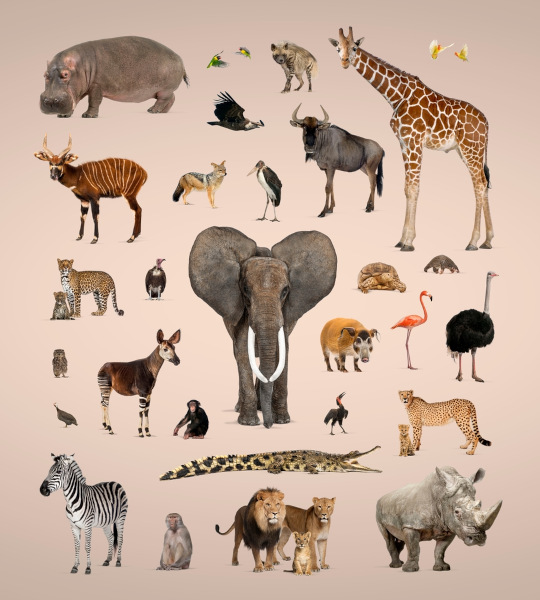 Conjunto de animais vertebrados. [imagem_principal]
