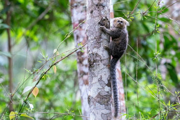Sagui-da-serra (Callithrix flaviceps), um dos animais da Mata Atlântica que estão ameaçados de extinção.