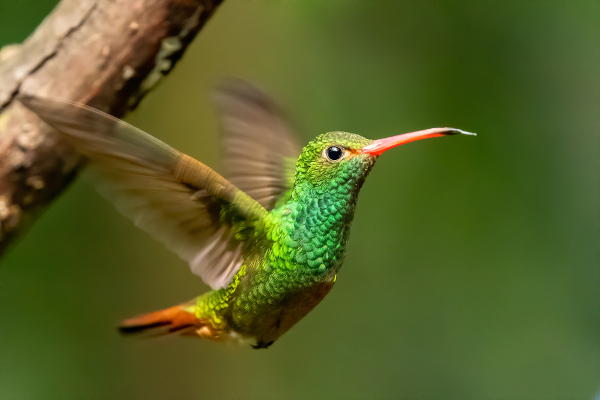 Representante das aves, um dos grupos dos animais vertebrados.