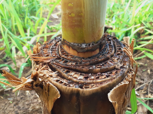 Caule de uma bananeira seccionado, planta que dá bananas.