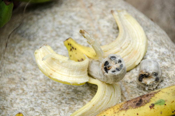 Banana selvagem com sementes expostas.