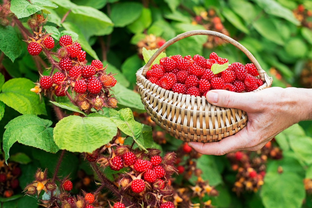 Pessoa colhendo framboesas.