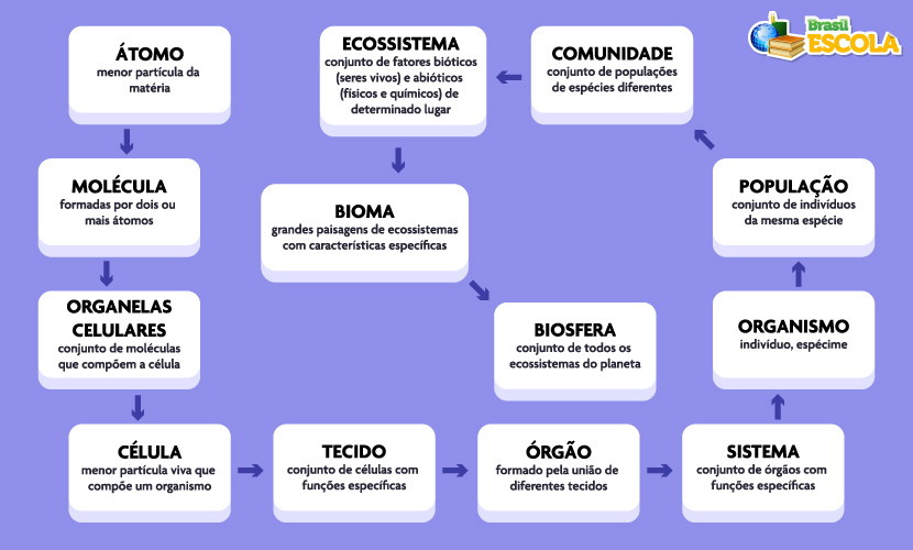 Mapa mental dos níveis de organização dos seres vivos.