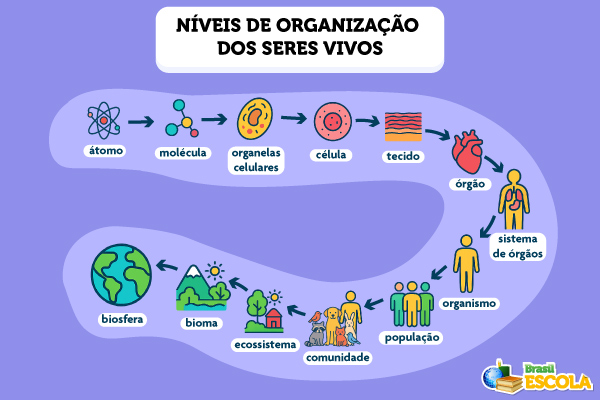 Esquema ilustrativo dos níveis de organização dos seres vivos. [imagem_principal]