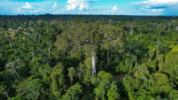 Vegetação da Amazônia, caracterizada pela Floresta Equatorial.