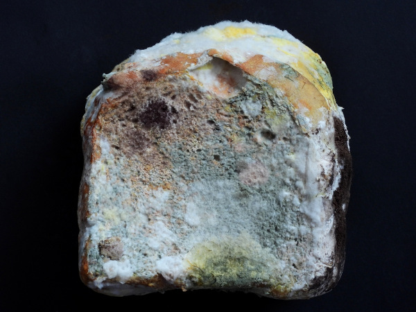 Pão com bolo, um fungo do tipo zigomiceto.