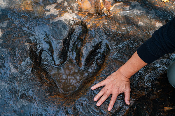 Exemplo de icnofóssil, um dos tipos de fósseis.