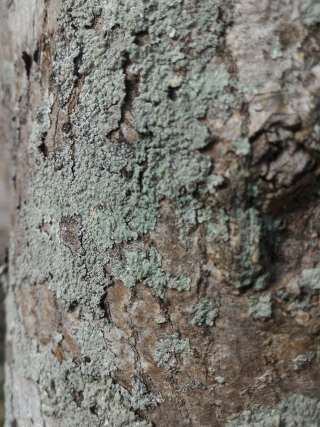 Líquen em tronco de árvore.