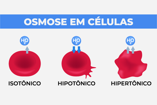 Demonstração da osmose em células.