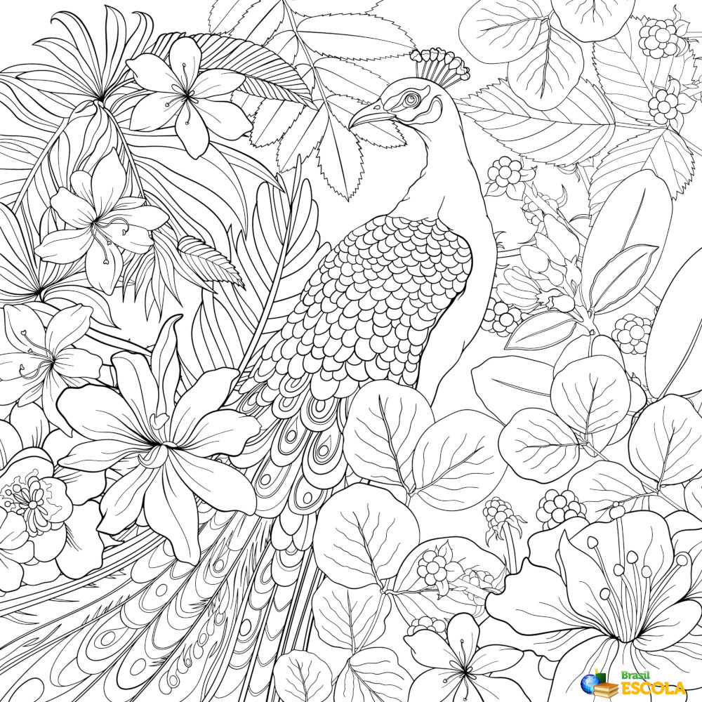 Desenho para colorir pavão