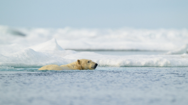 Urso-polar nadando em água gelada. 