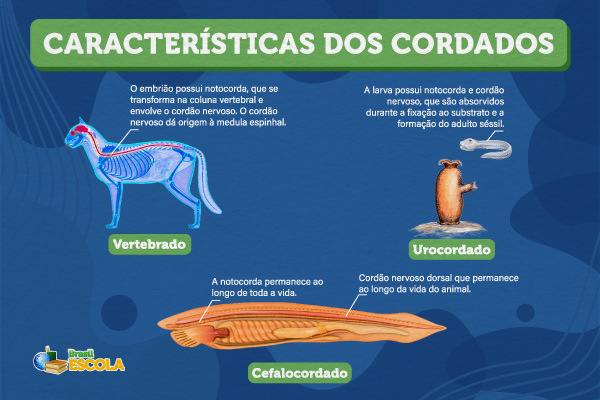 O desenvolvimento triblástico está presente na maioria dos animais. Esses folhetos germinativos originam órgãos específicos. Esquema ilustrativo de três espécies de cordados e suas características. [imagem_principal]