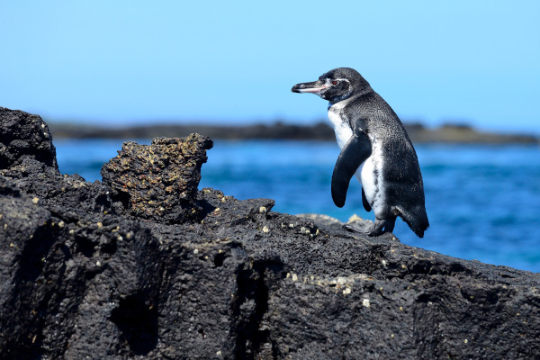 Pinguim-das-Snares, uma das espécies de pinguim.