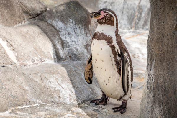 Pinguim-de-Humboldt, uma das espécies de pinguim.