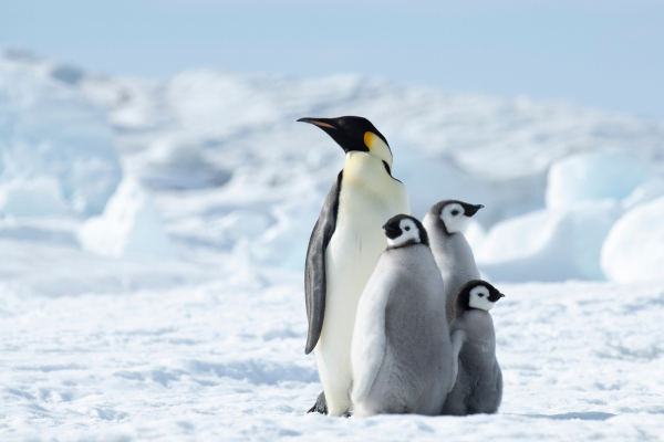 Pinguins na Antártida (ou Antártica). [imagem_principal]