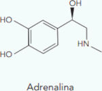 Estrutura da adrenalina