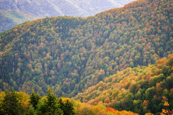Floresta Temperada na Península Balcânica (Bálcãs).