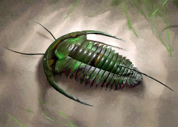 Trilobita, o principal representante da fauna que surgiu durante o Período Cambriano.