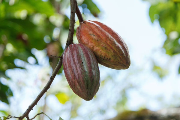 Cacau, um dos frutos produzidos na região Nordeste, podendo ser encontrado em cidades do sul da Bahia.