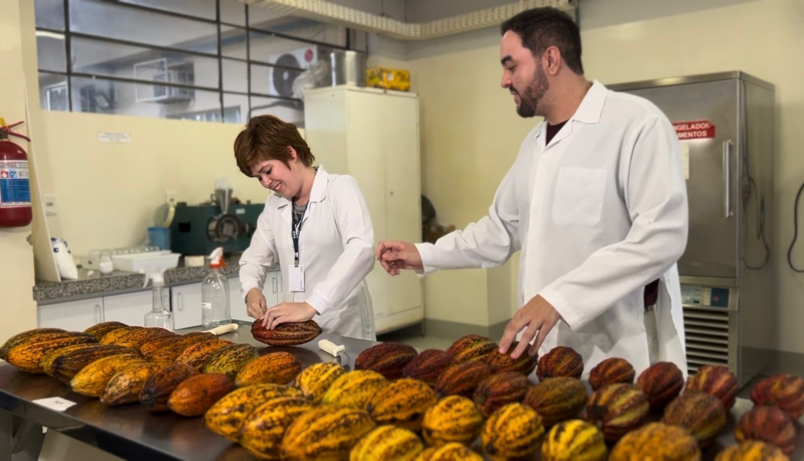 Produ&ccedil;&atilde;o do chocolate mel de cacau