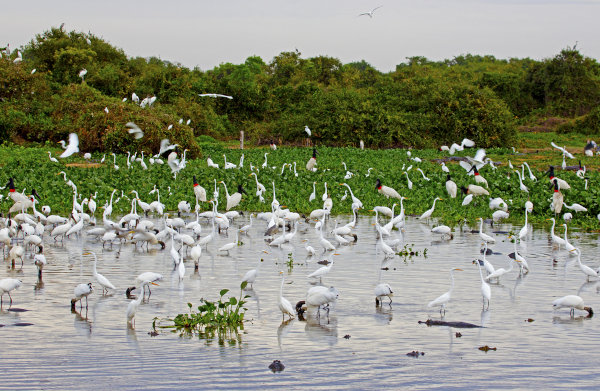 Vista de paisagem do Pantanal, bioma restrito à Região Centro-Oeste.