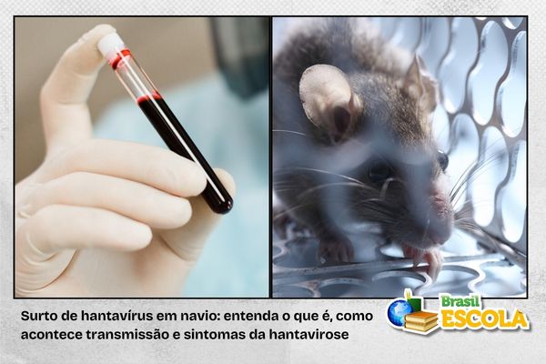 Rato que pode transmitir hantavírus e tubo de sangue