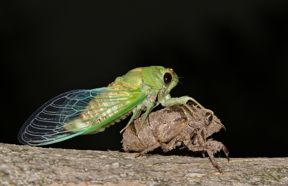 Ecdise (ou muda) de um artrópode, o desprendimento de um exoesqueleto de quitina.