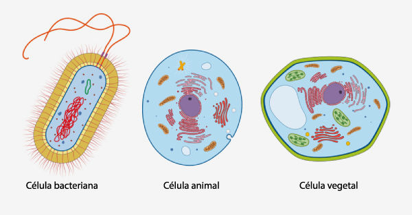 Representação esquemática de três tipos de células: bacteriana, animal e vegetal.