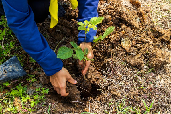 Pessoa plantando uma muda, uma das ações de reflorestamento.