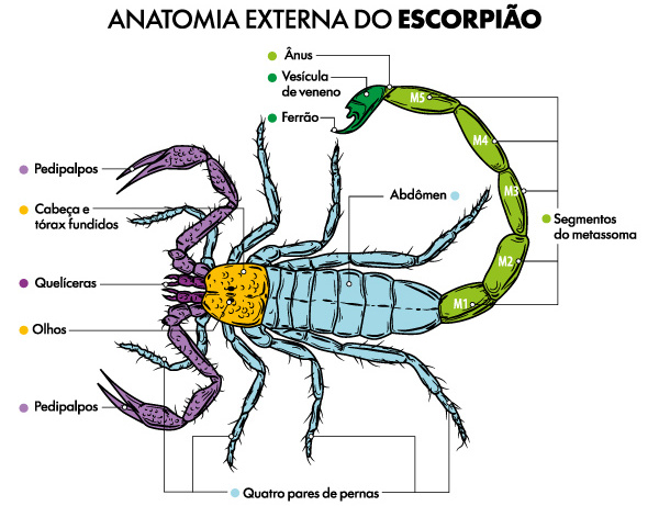 Anatomia externa do escorpião.