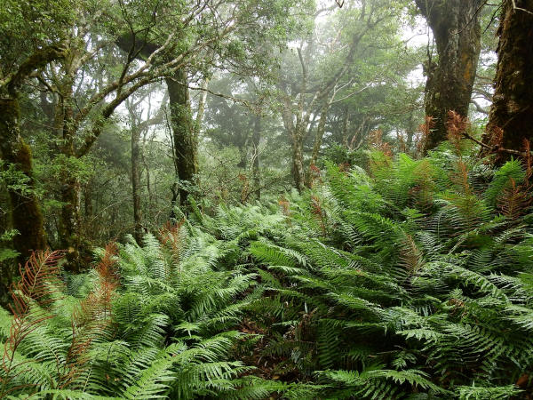 Ambiente de vegetação de uma floresta, uma alusão ao Paleoceno.