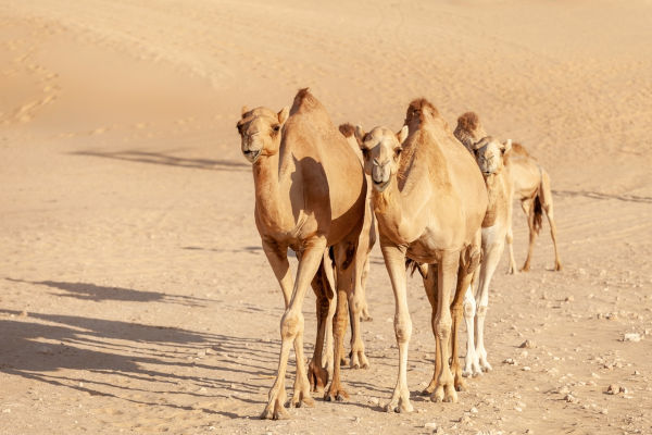 Camelos caminhando no deserto, exemplo de camuflagem em animais.