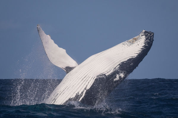 Baleia-azul, o maior animal marinho do mundo.