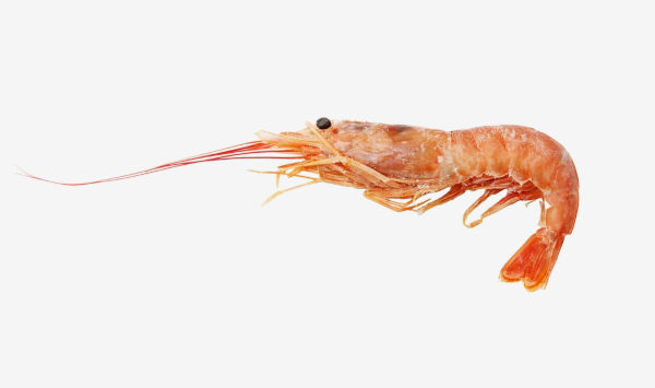 Camarão-rosa (Farfantepenaeus subtilis), um dos animais marinhos.