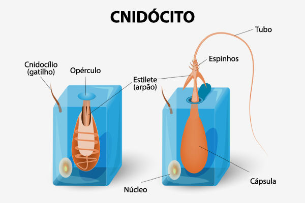 Estrutura de um cnidócito, célula que está nos tentáculos do animal marinho mais venenoso do mundo: a vespa-do-mar.