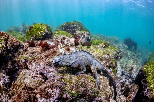 Iguana-marinha (Amblyrhynchus cristatus), um dos animais marinhos.