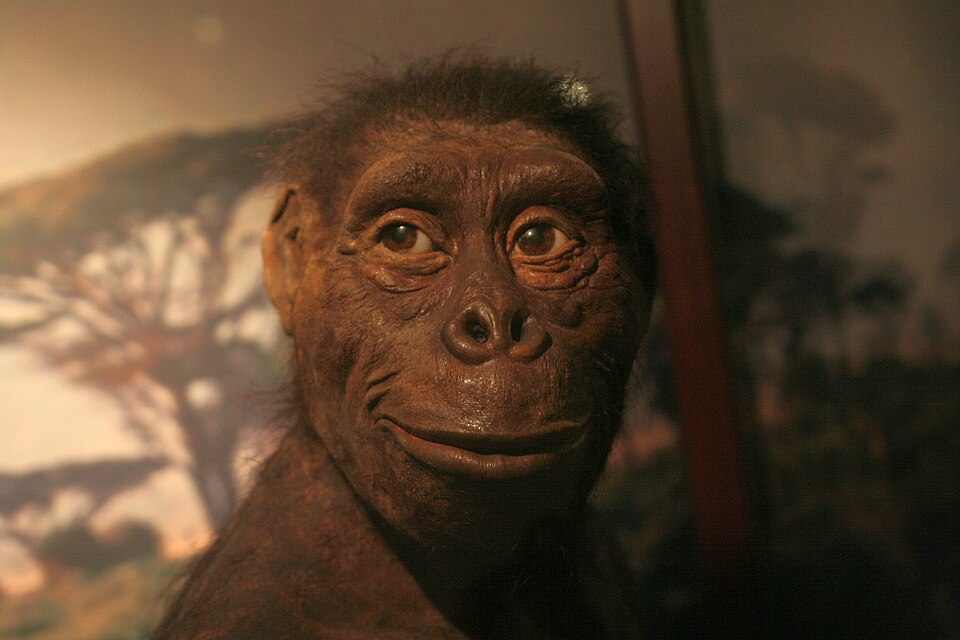 Reconstrução de Lucy, que surgiu no Plioceno, em exibição no Museu da Evolução em Varsóvia, na Polônia.