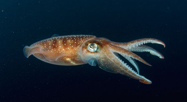 Lula comum (Loligo vulgaris), um dos animais marinhos.