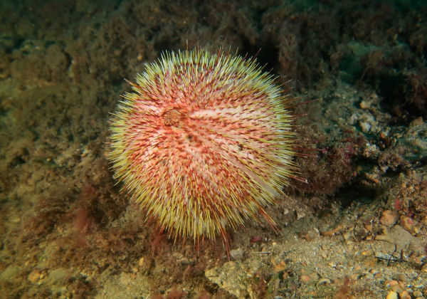Ouriço-do-mar-melão (Echinus melo), um dos animais amrinhos.
