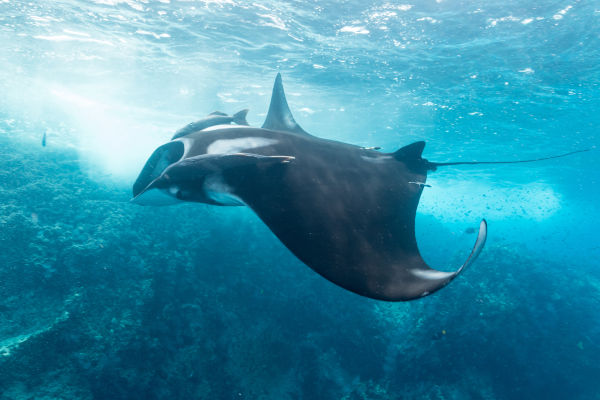 Raia-jamanta (Mobula birostris), um dos animais marinhos.