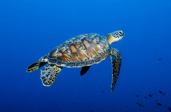 Tartaruga-verde, um dos animais marinhos.