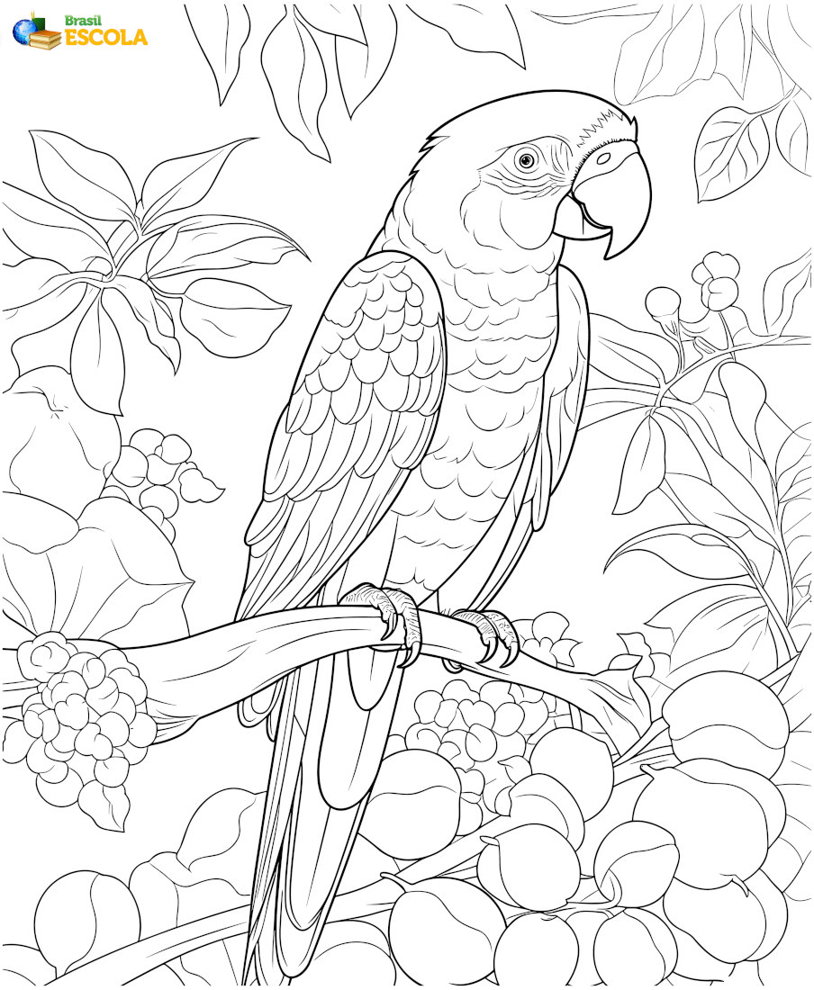 Desenho de um papagaio para pintar