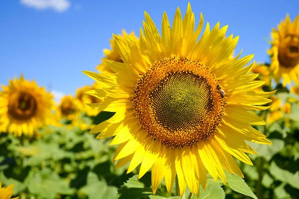 Girassois e a primavera
