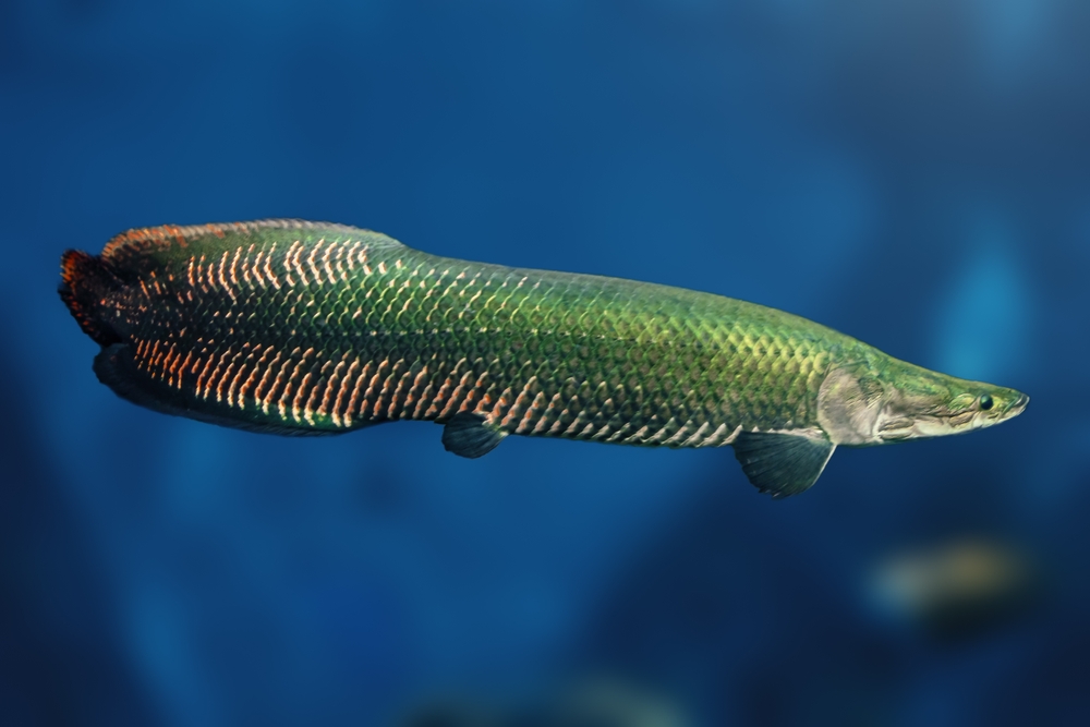 Pirarucu (Arapaima gigas).