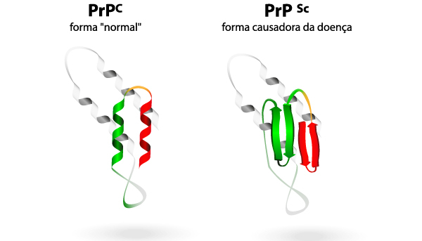 Proteína normal e proteína infecciosa (príon), exemplos de seres vivos e de seres não vivos. 