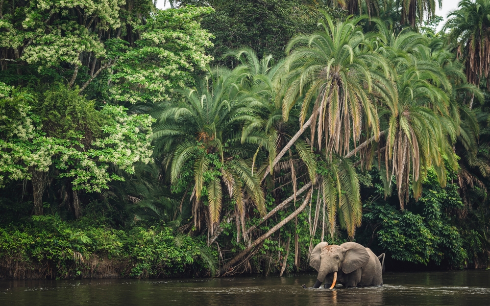 Elefante em um parque natural do Congo.