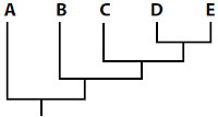 Opção C de cladograma que mostra relacionamento evolutivo