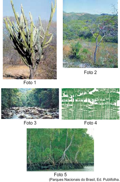 5 fotos de formações vegetais do Brasil em exercício da FGV sobre tipos de vegetação.